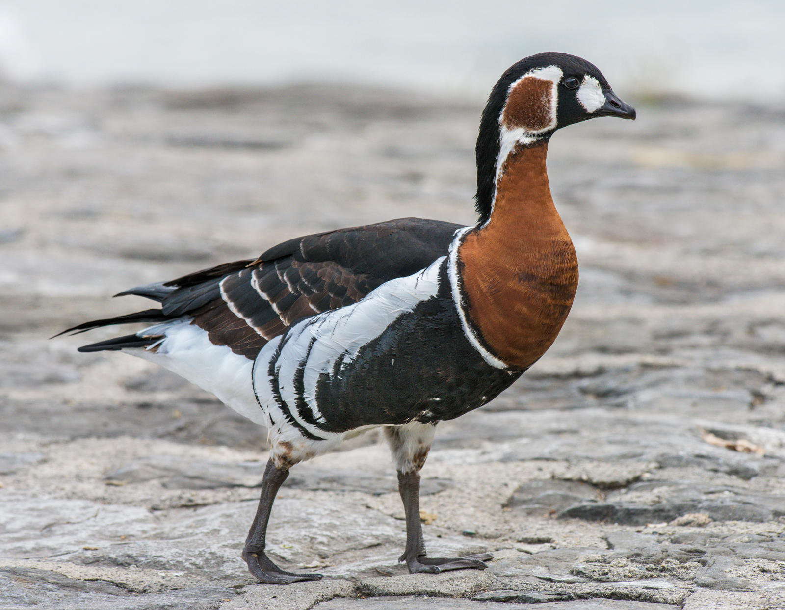 Red-breasted Goose