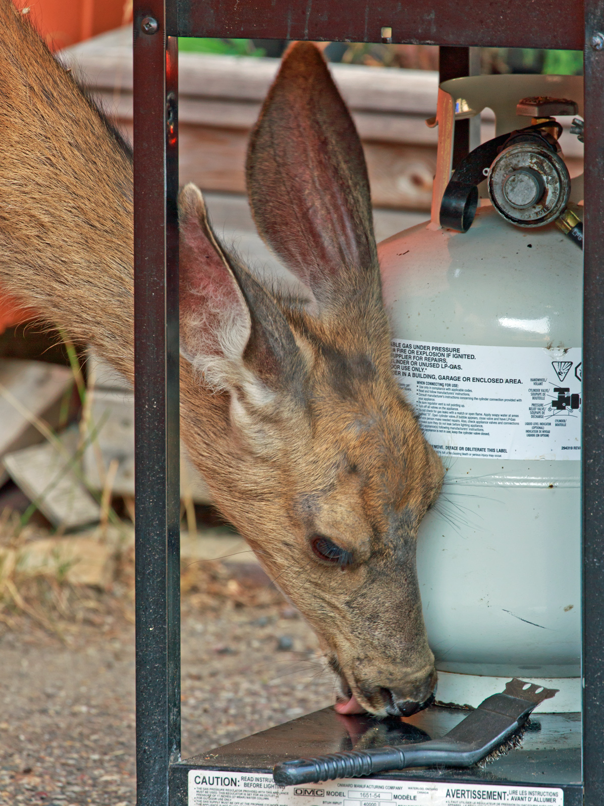 BBQ Venison
