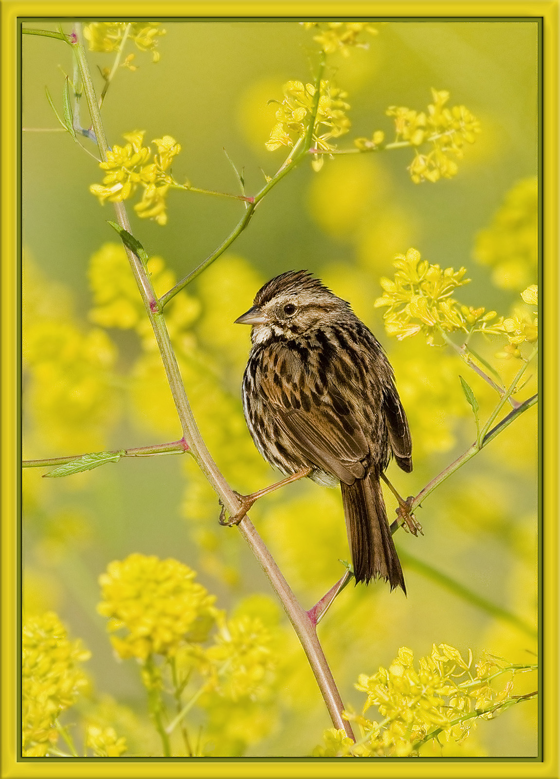 Just a Sparrow