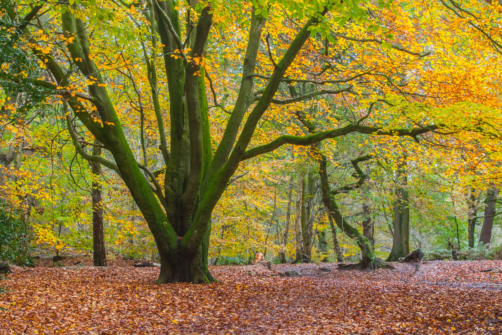 Beech Woods