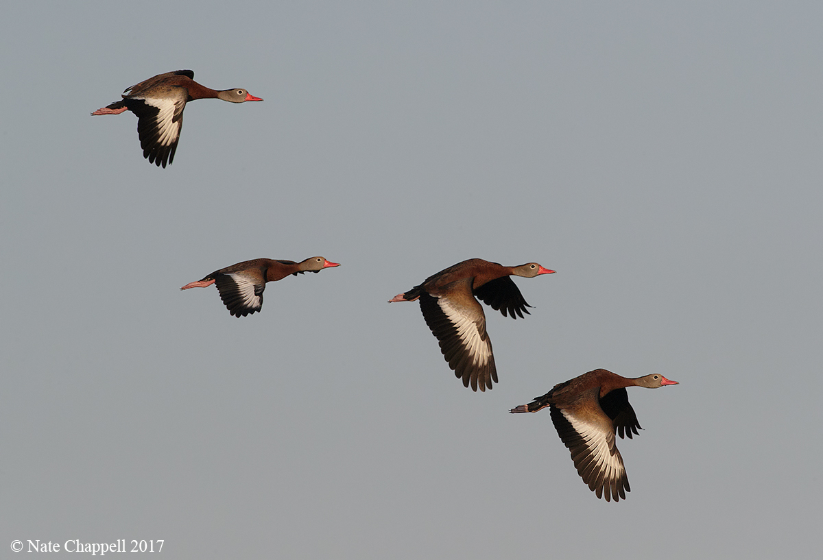 Black-b. Whistling Ducks