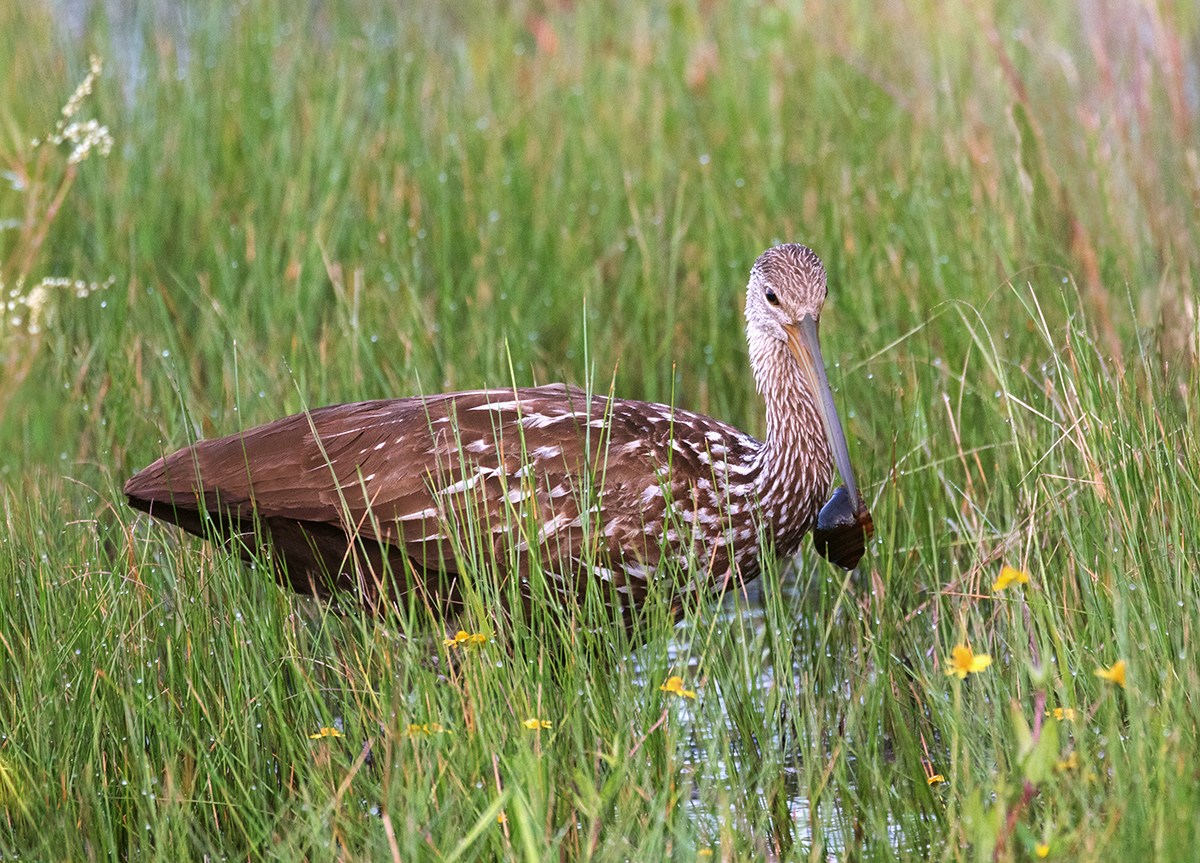 Limpkin and Snail