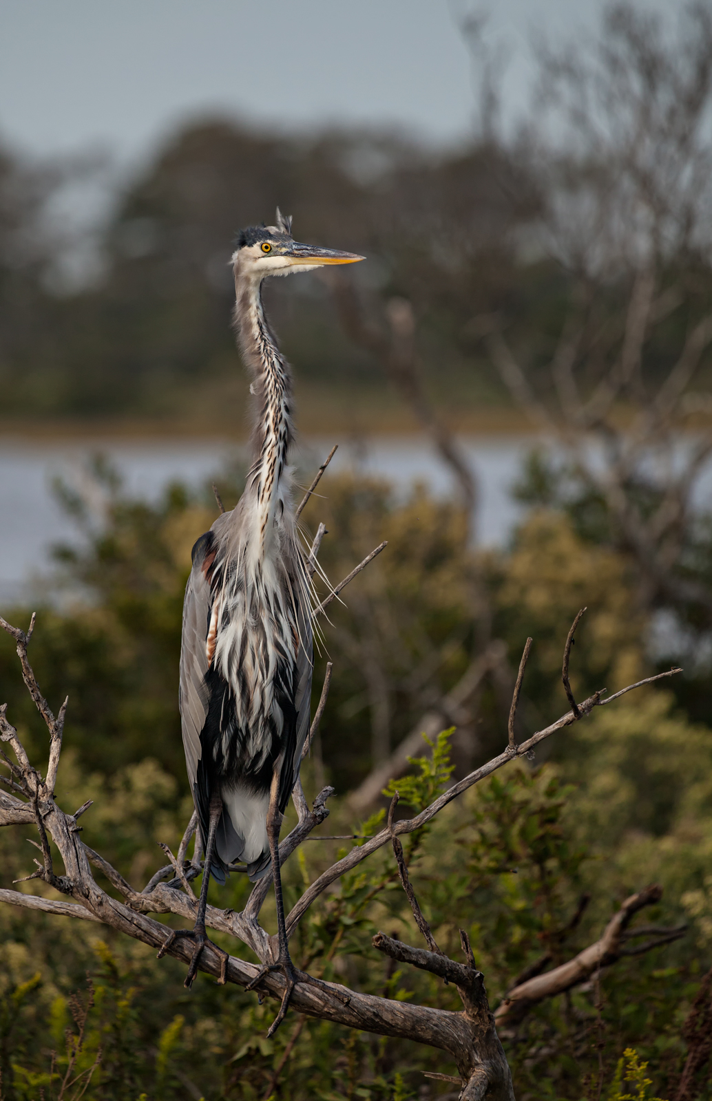 Great Blue