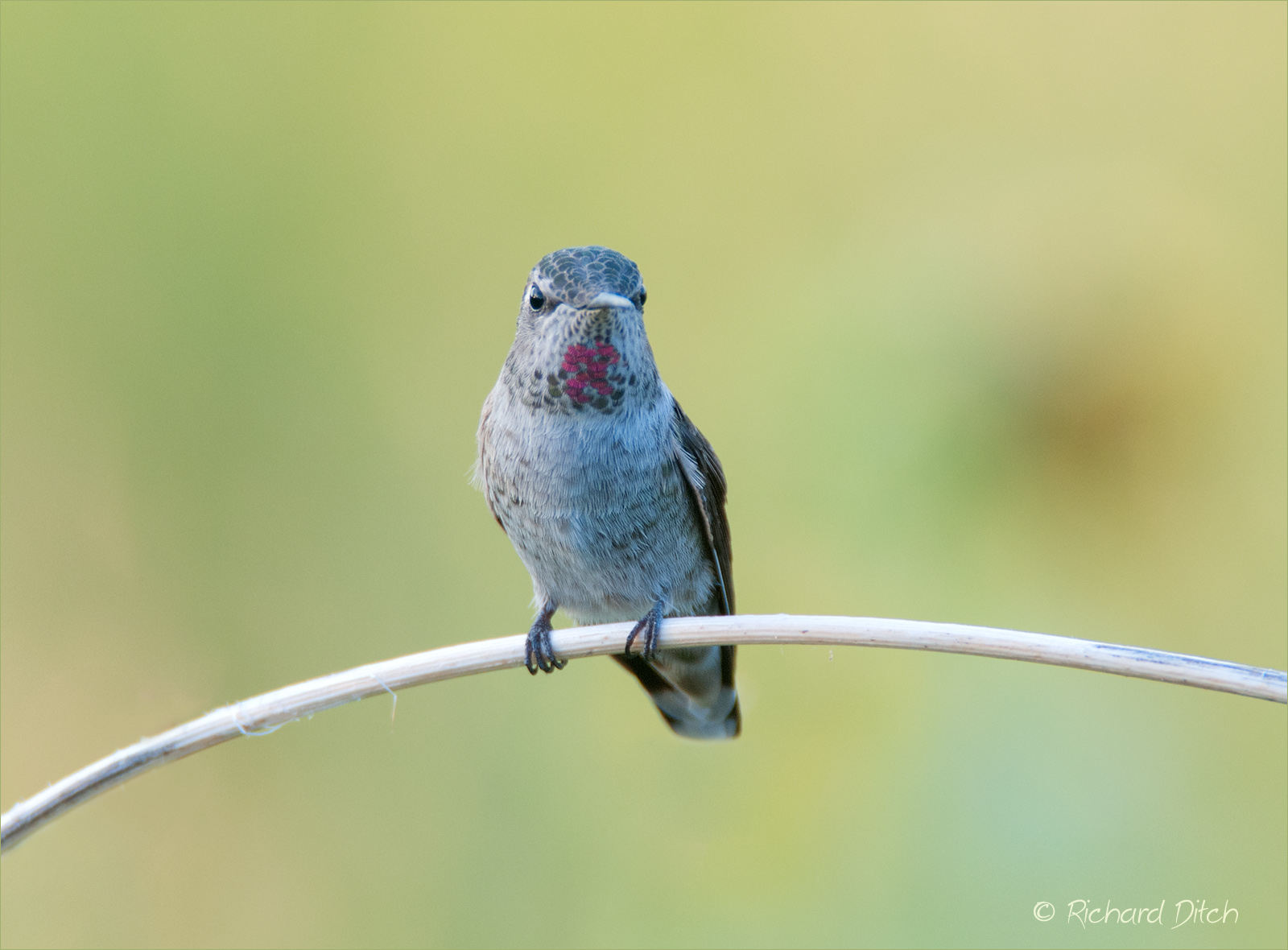 Anna's Hummingbird