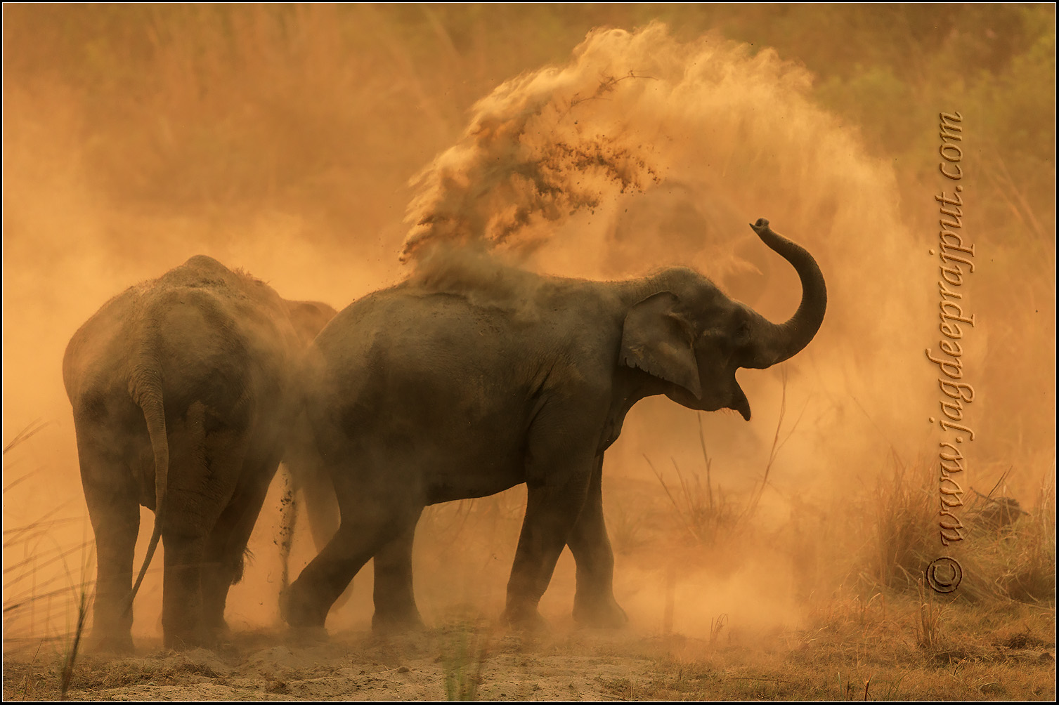 Wildlife - 2nd HM