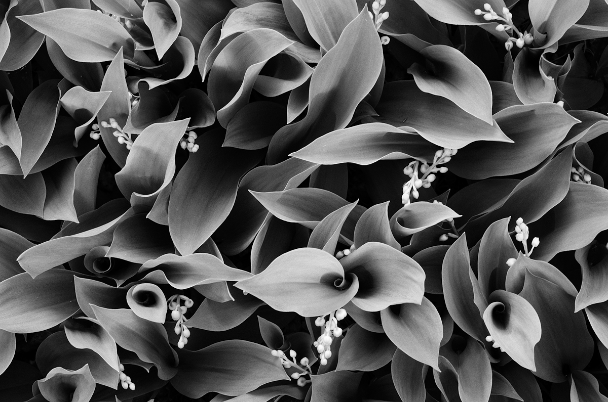 Lilies of the Valley
