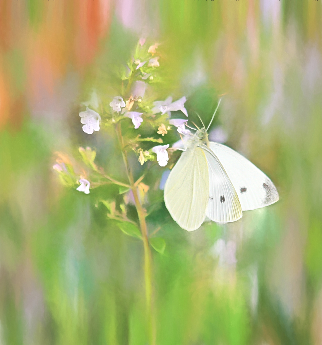 White Butterfly
