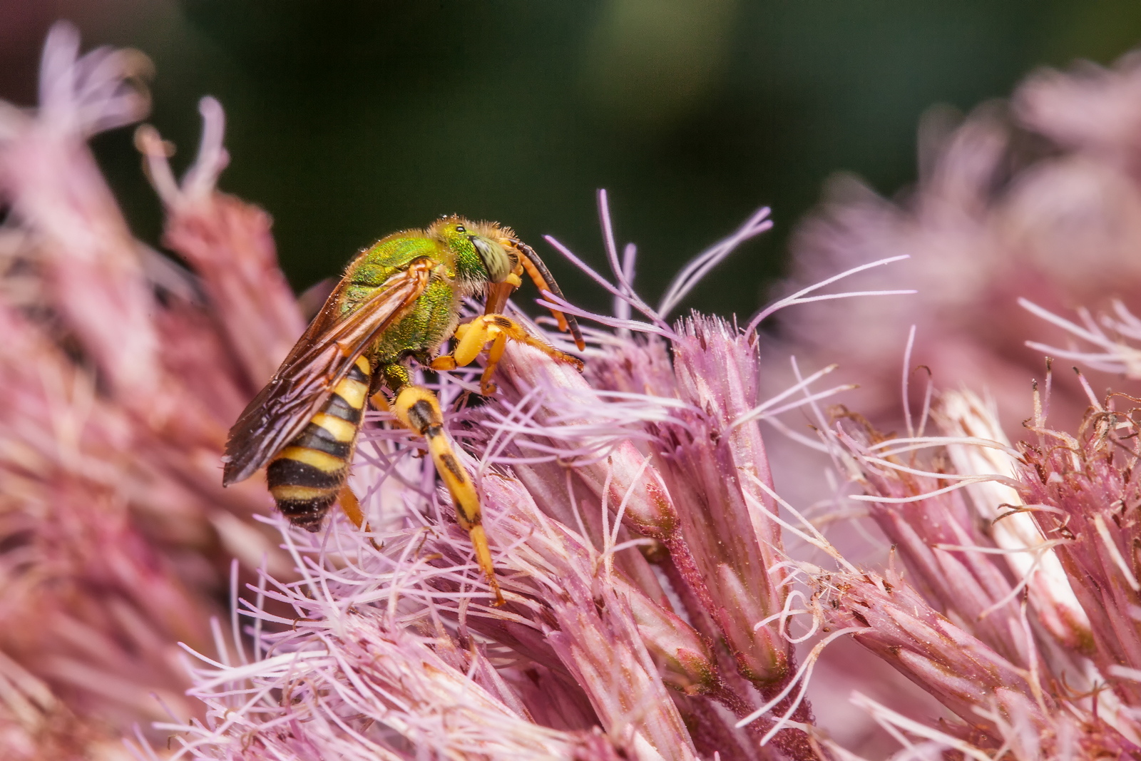 Green Bee