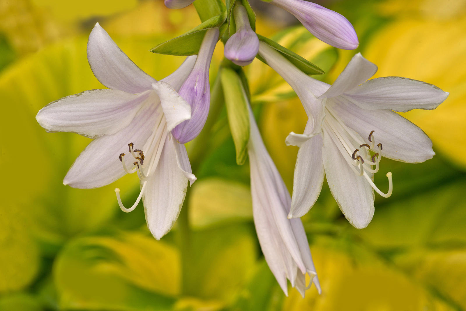Hosta  Blooms