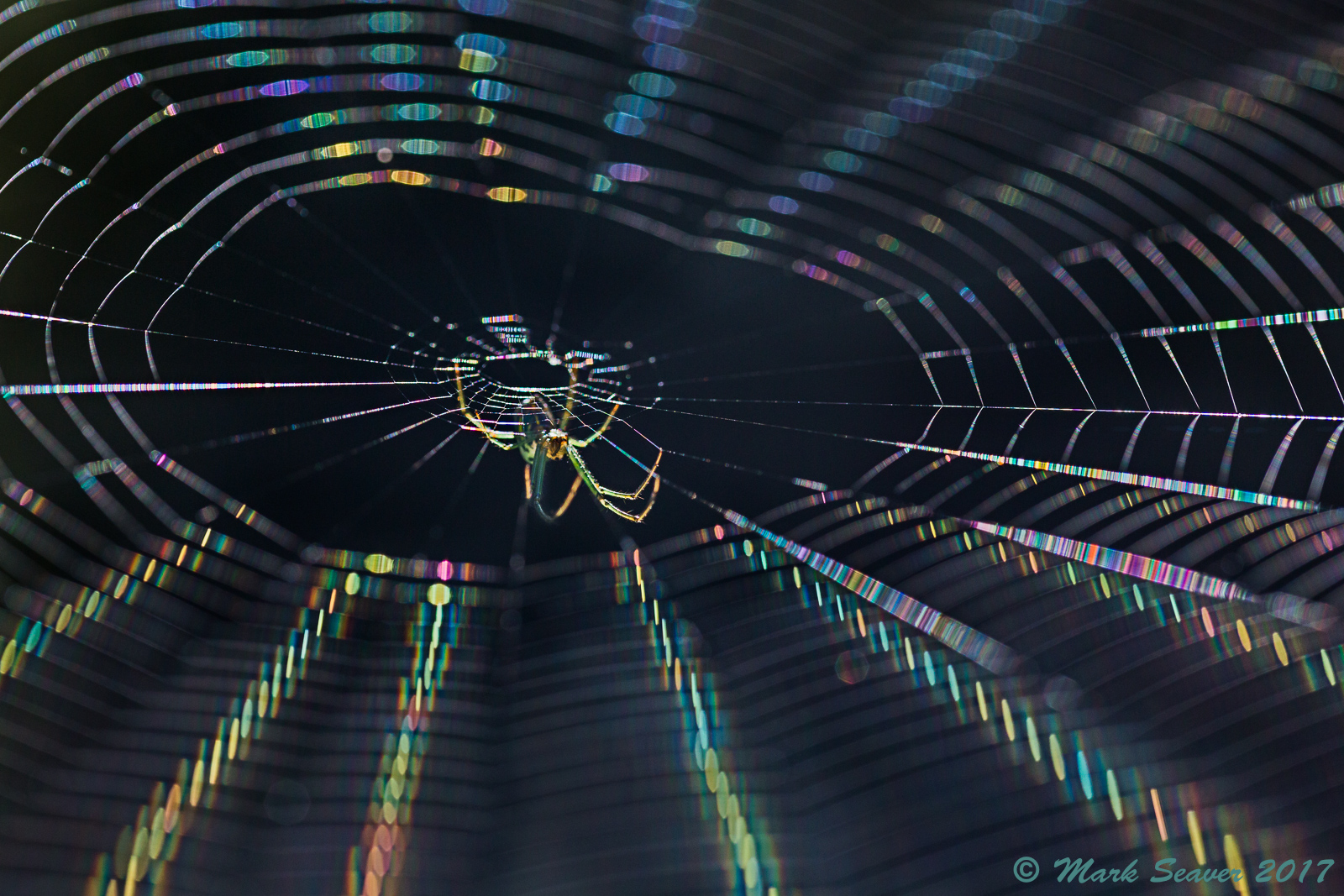 Colored Lights #2