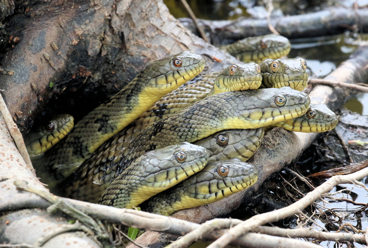 water snake huddle