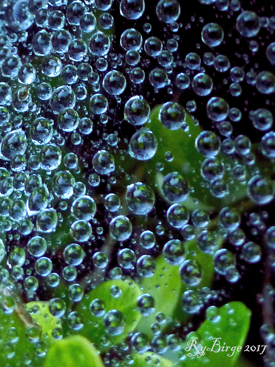 Dew on spider web
