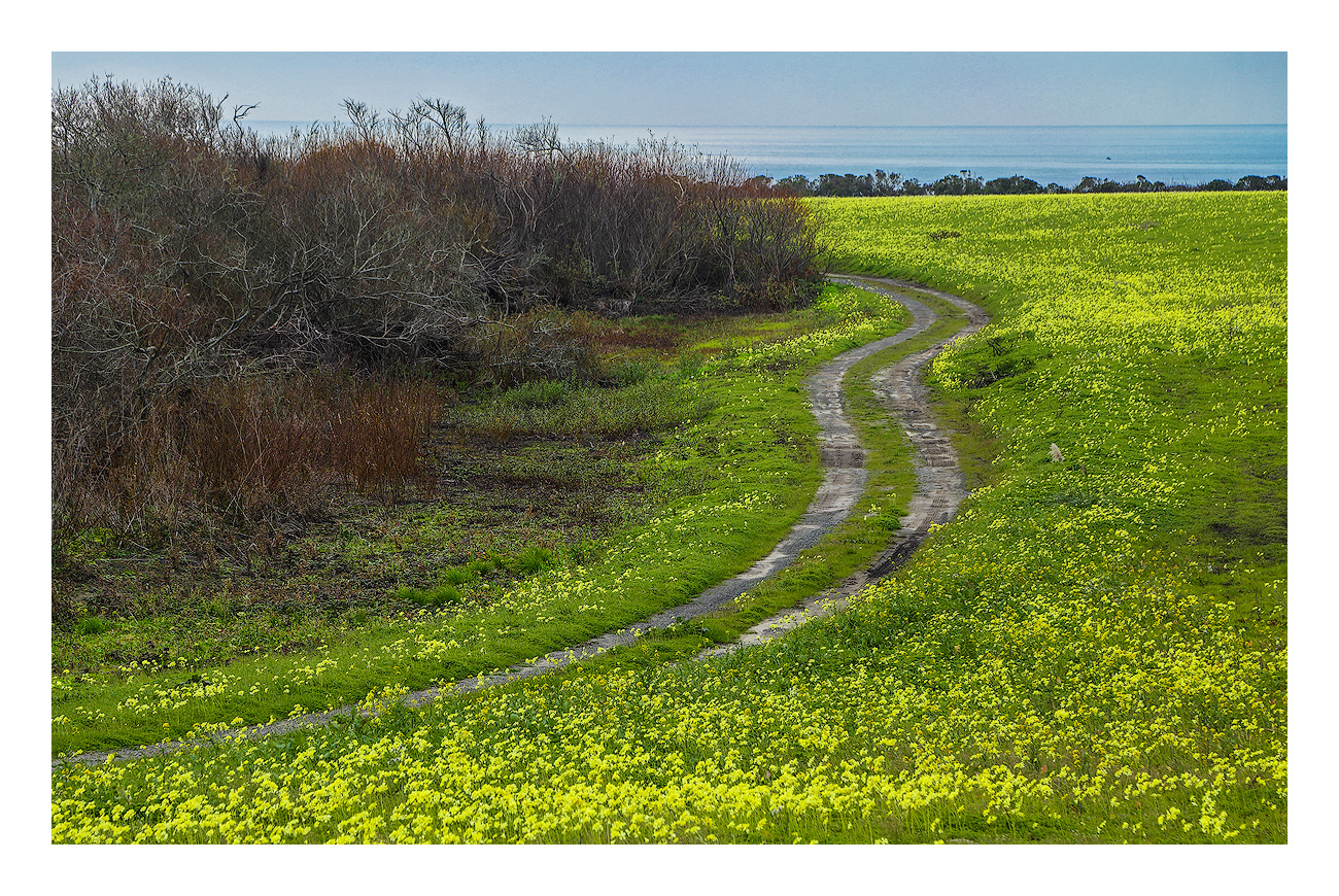 After the Winter Rains