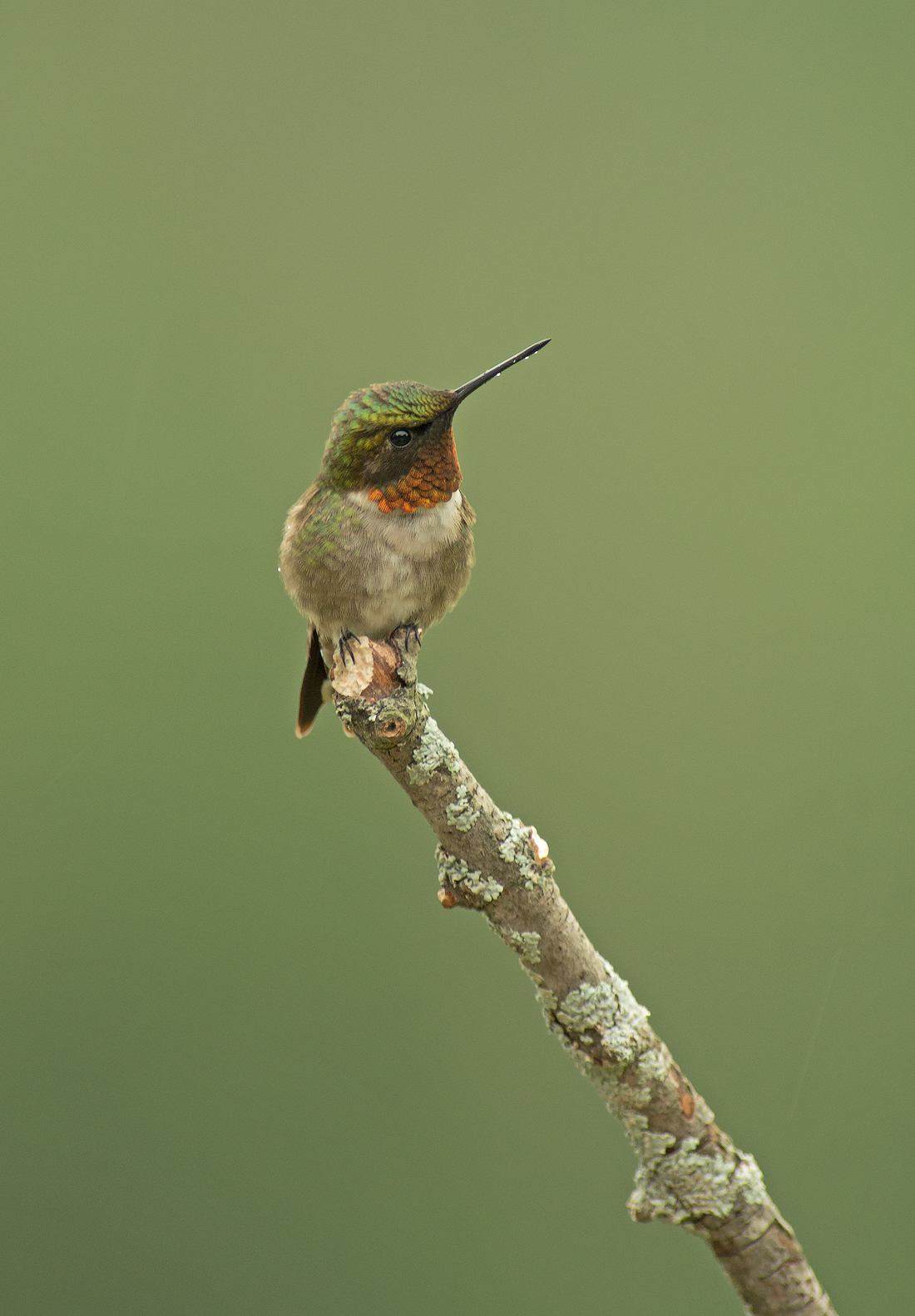 Peewee the Hummer