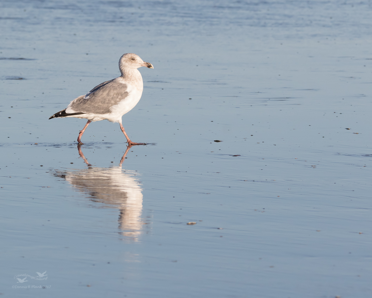 Thayer's? Gull