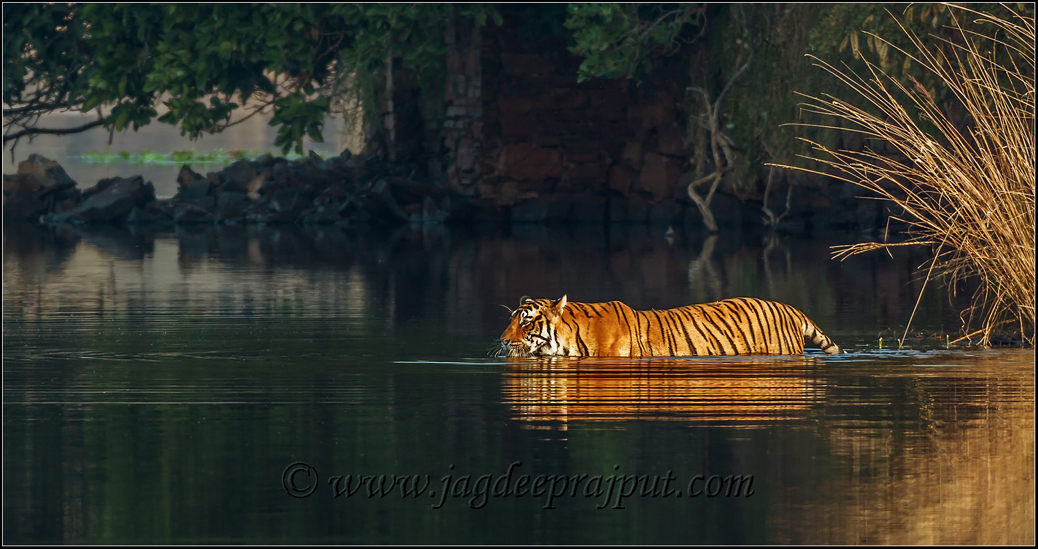 Tiger - Tiger