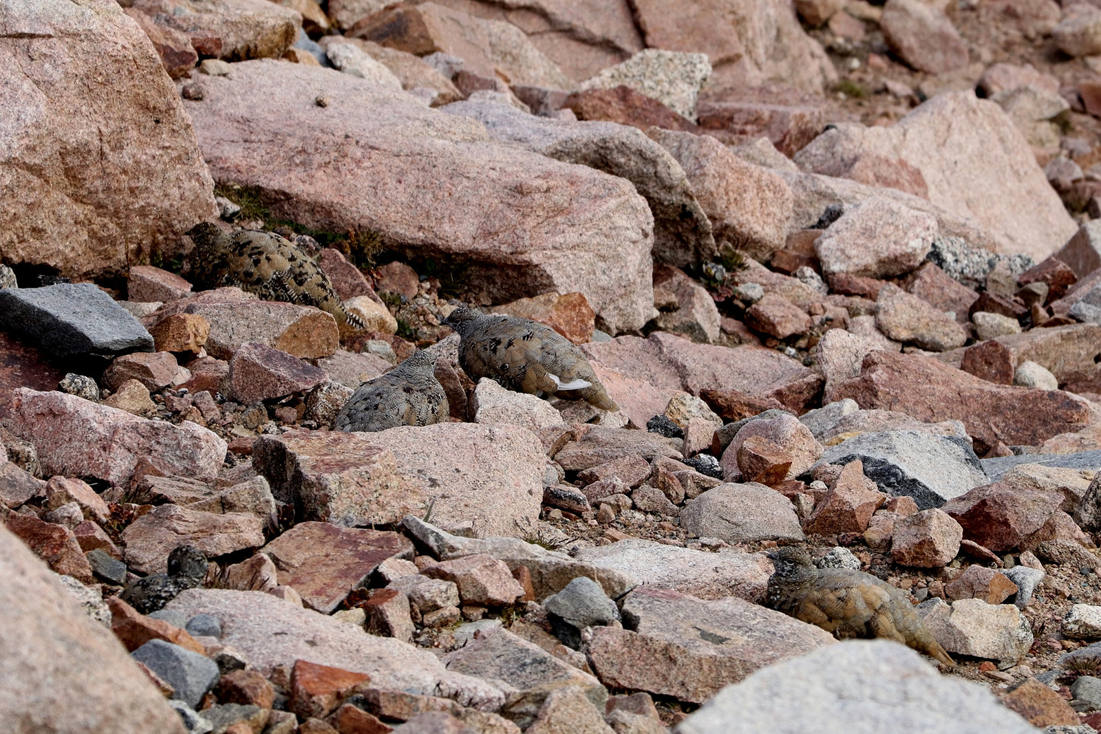 Ptarmigan 