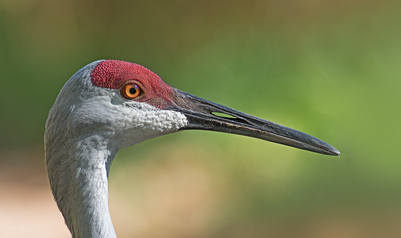 Friendly Sandhill Crane