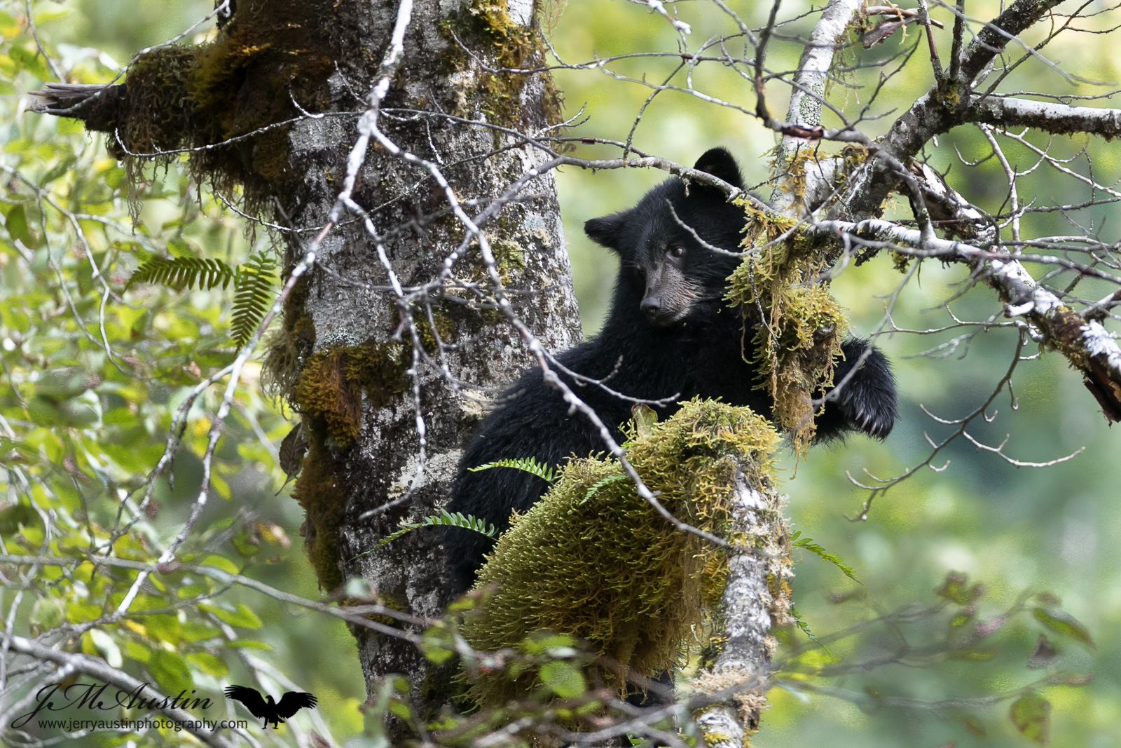Up a Tree