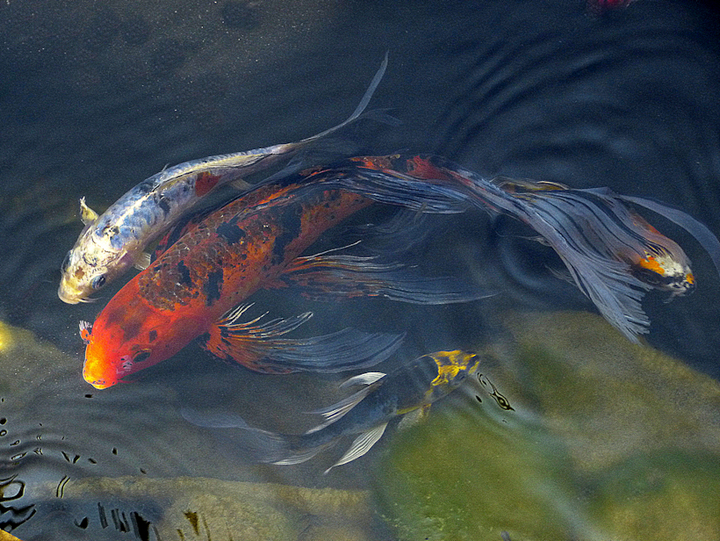 Koi basking