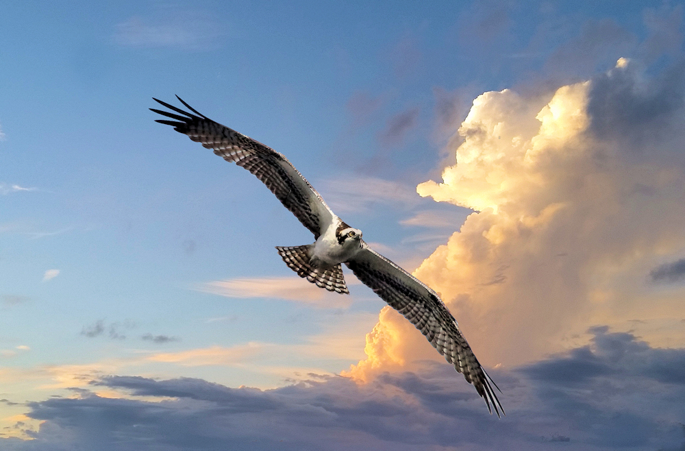 Osprey soaring