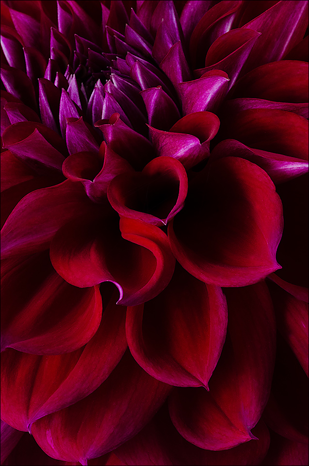 Dahlia 1