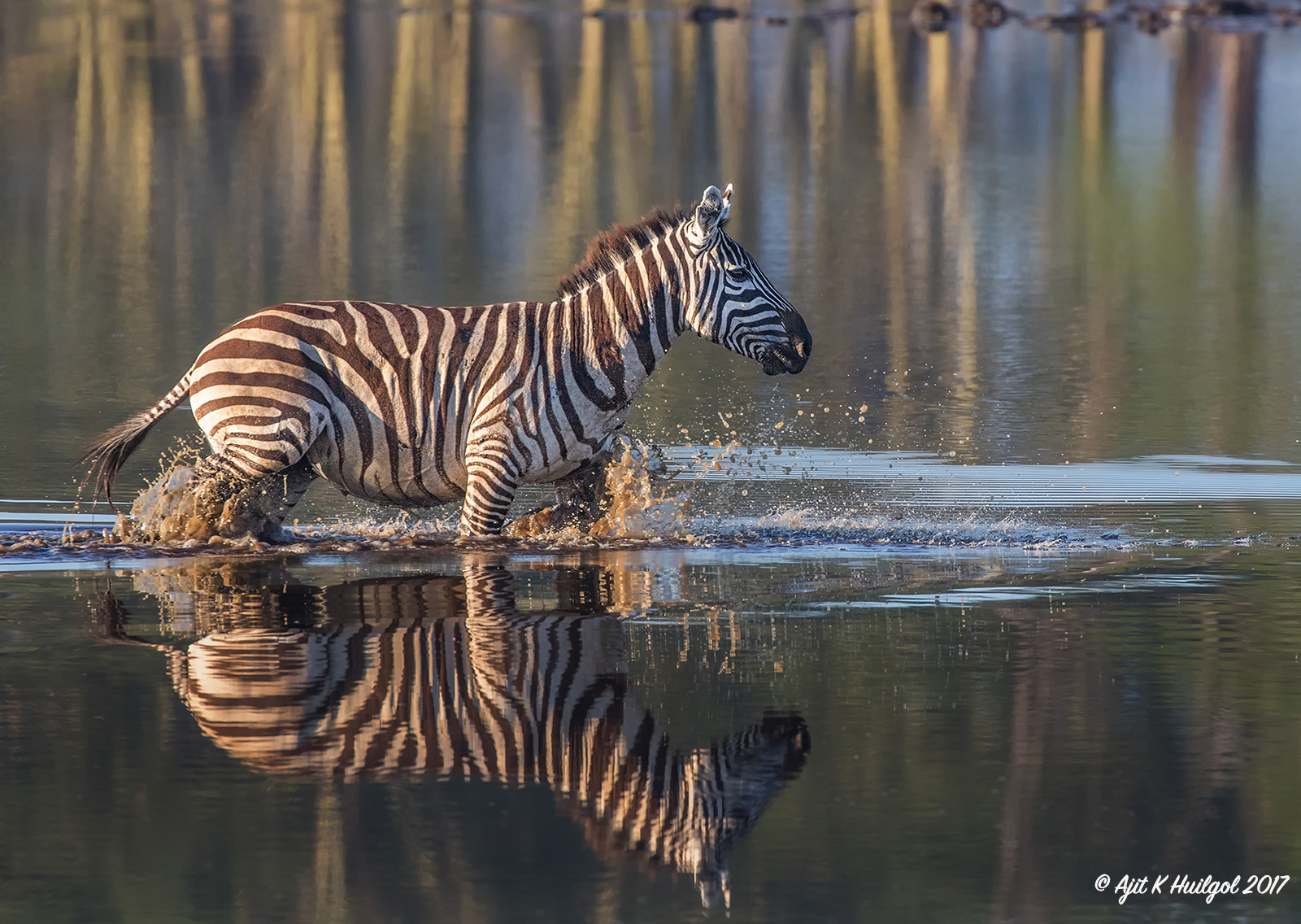Zebra crossing