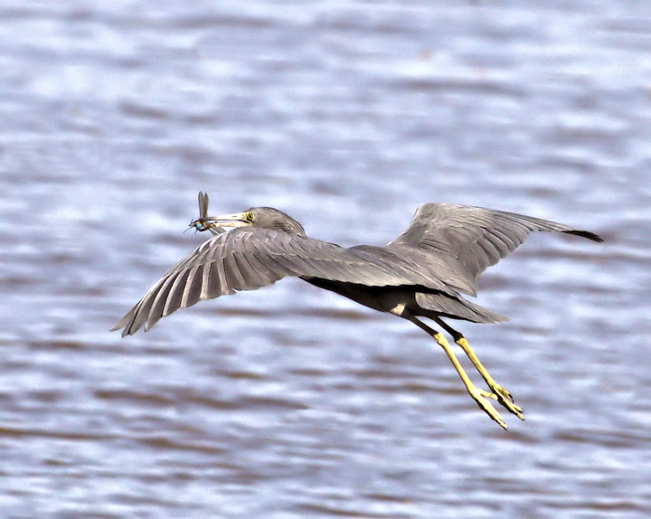 A tasty midair snack