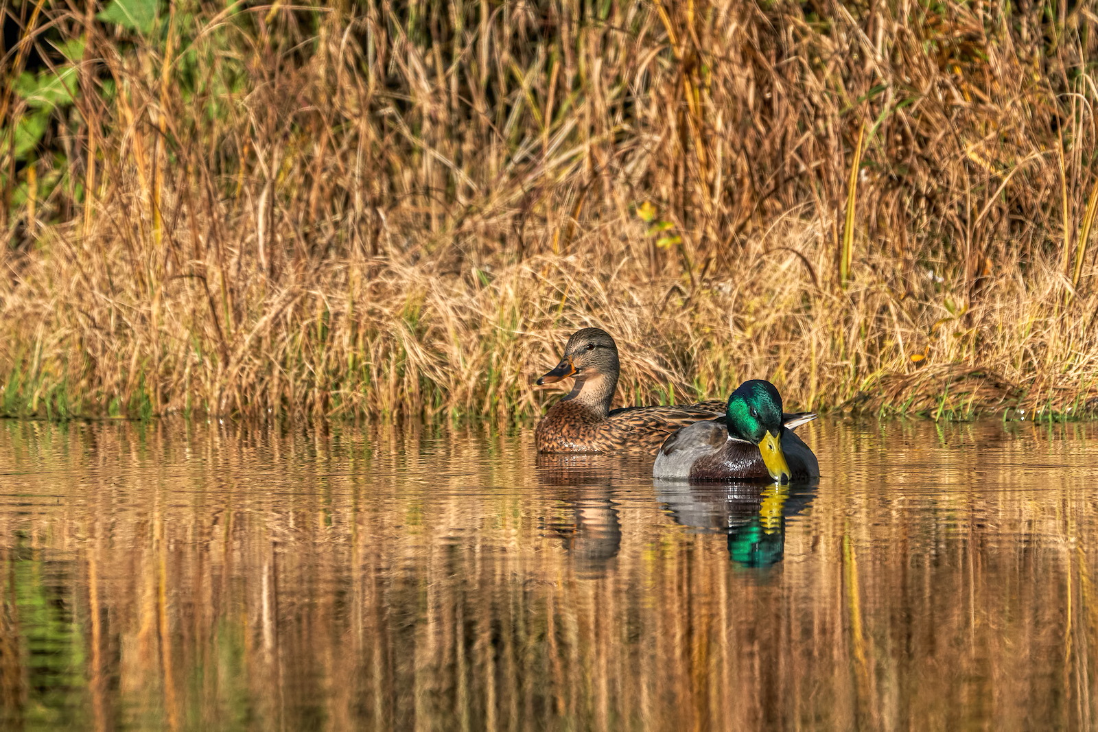 Mallard Mates