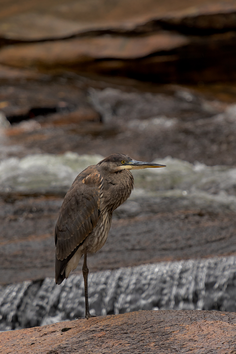 Lower Falls Heron + Repost
