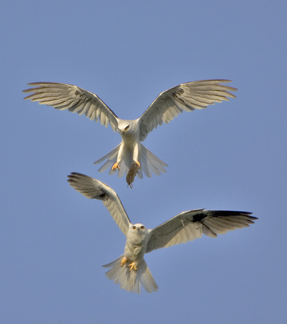 White-tailed Kites
