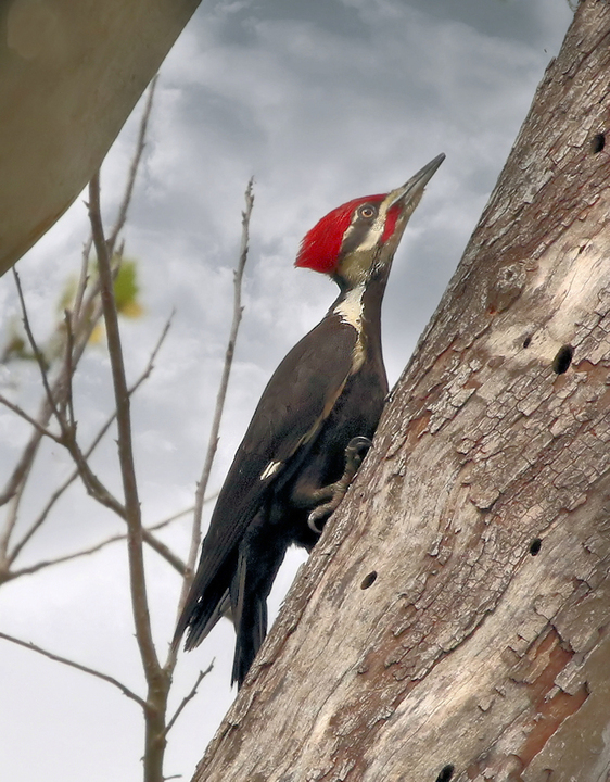 Woodpecker on the hunt