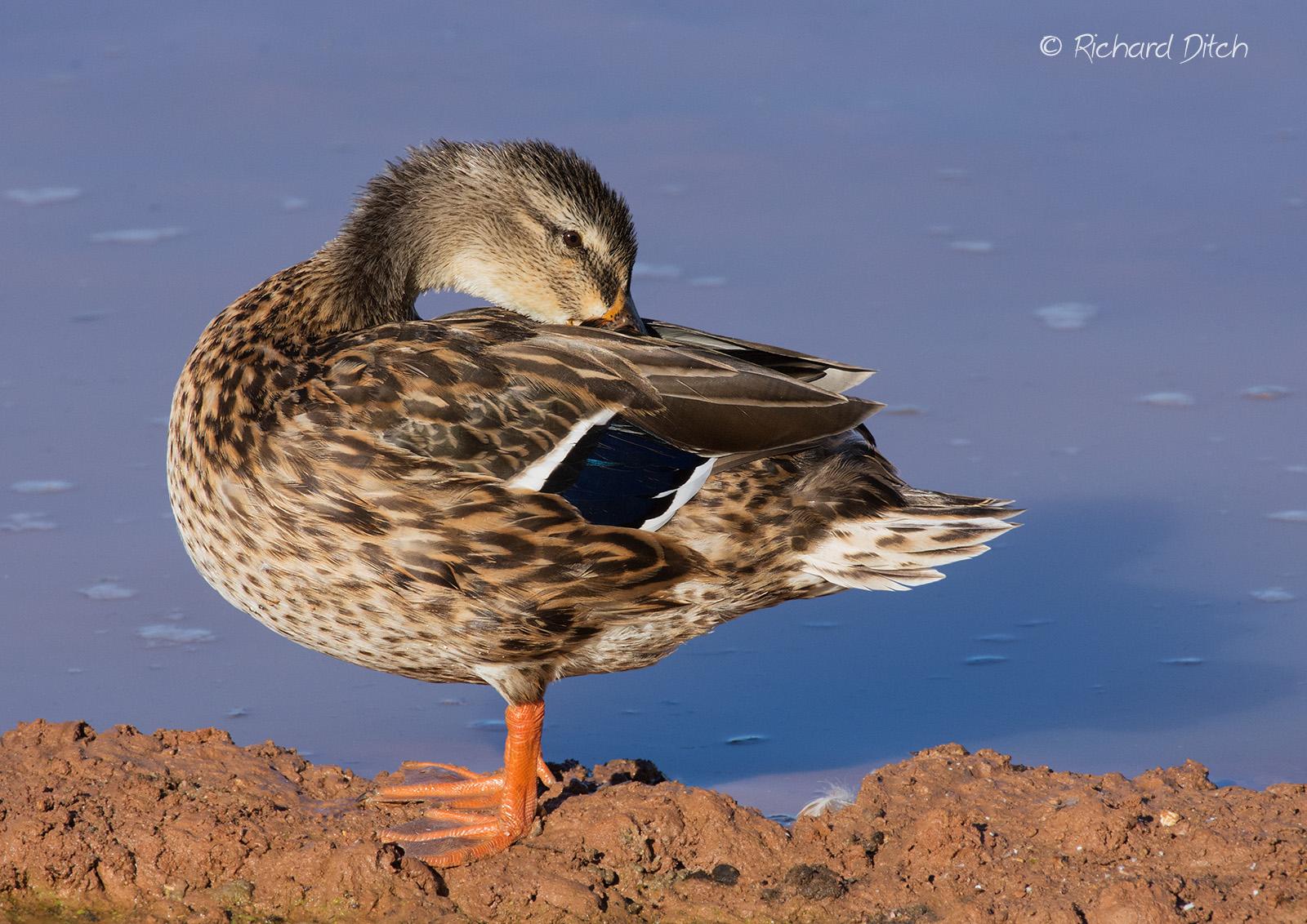Mallard