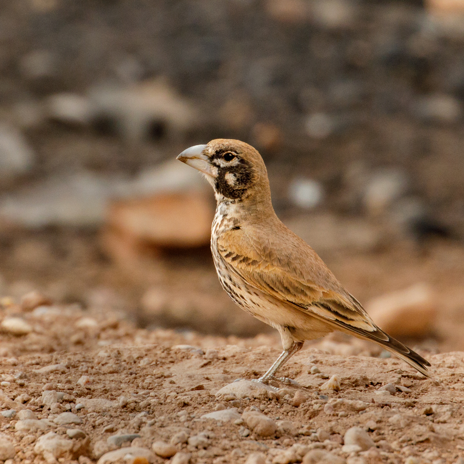 Dump Lark
