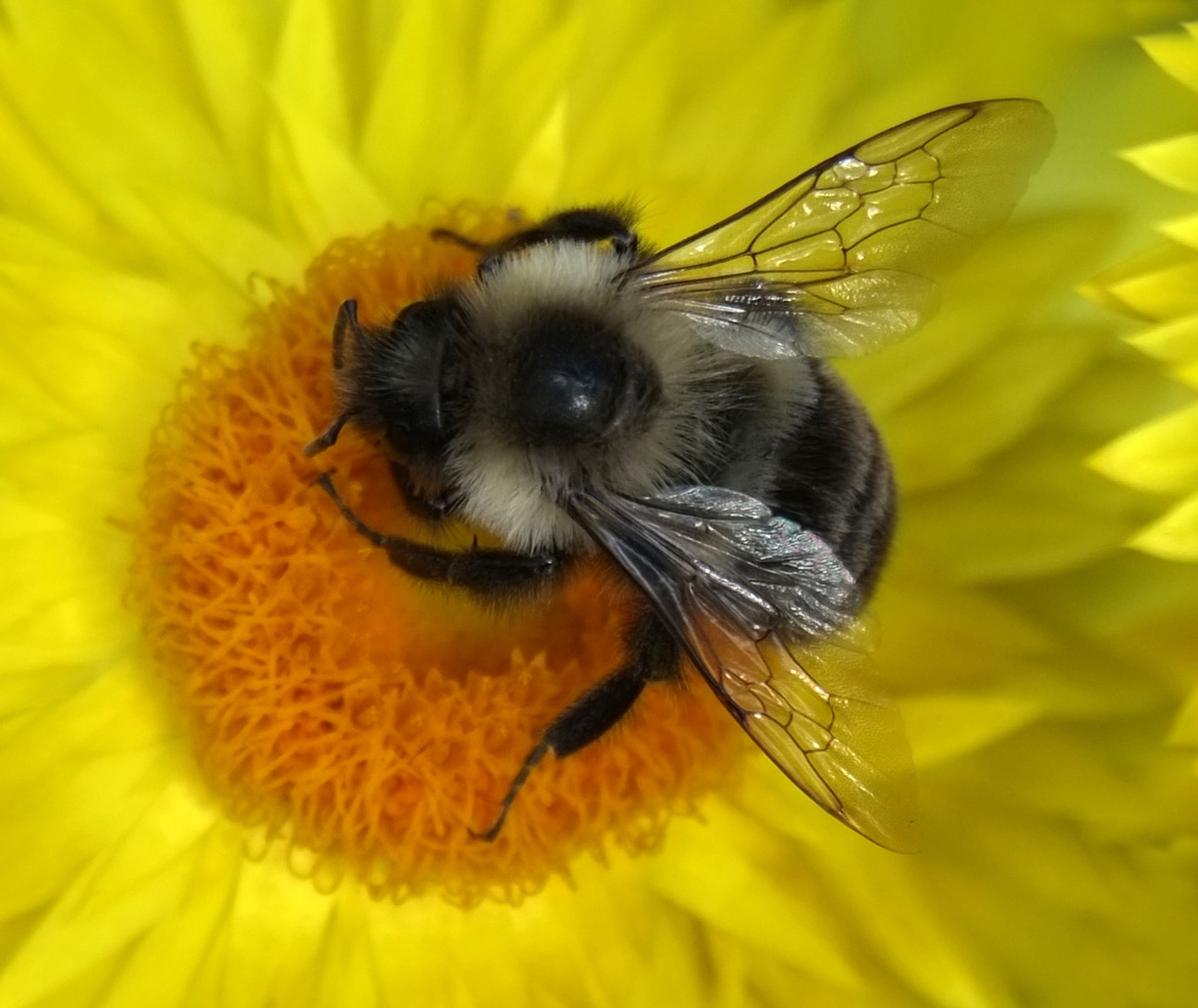Last of the Nectar  