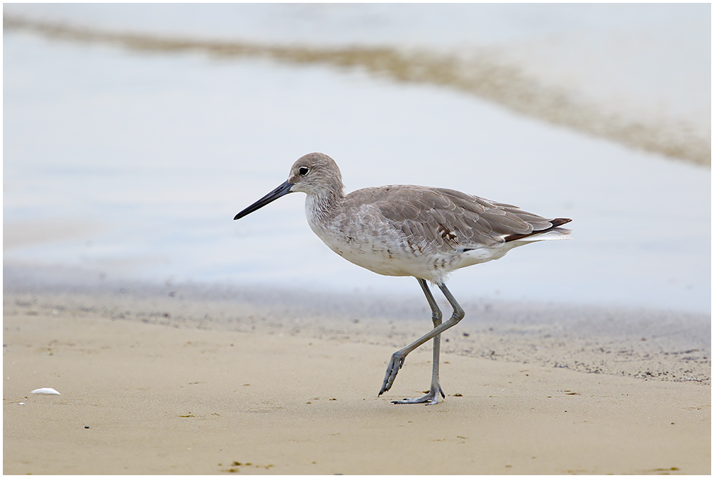 Willet on a Stroll