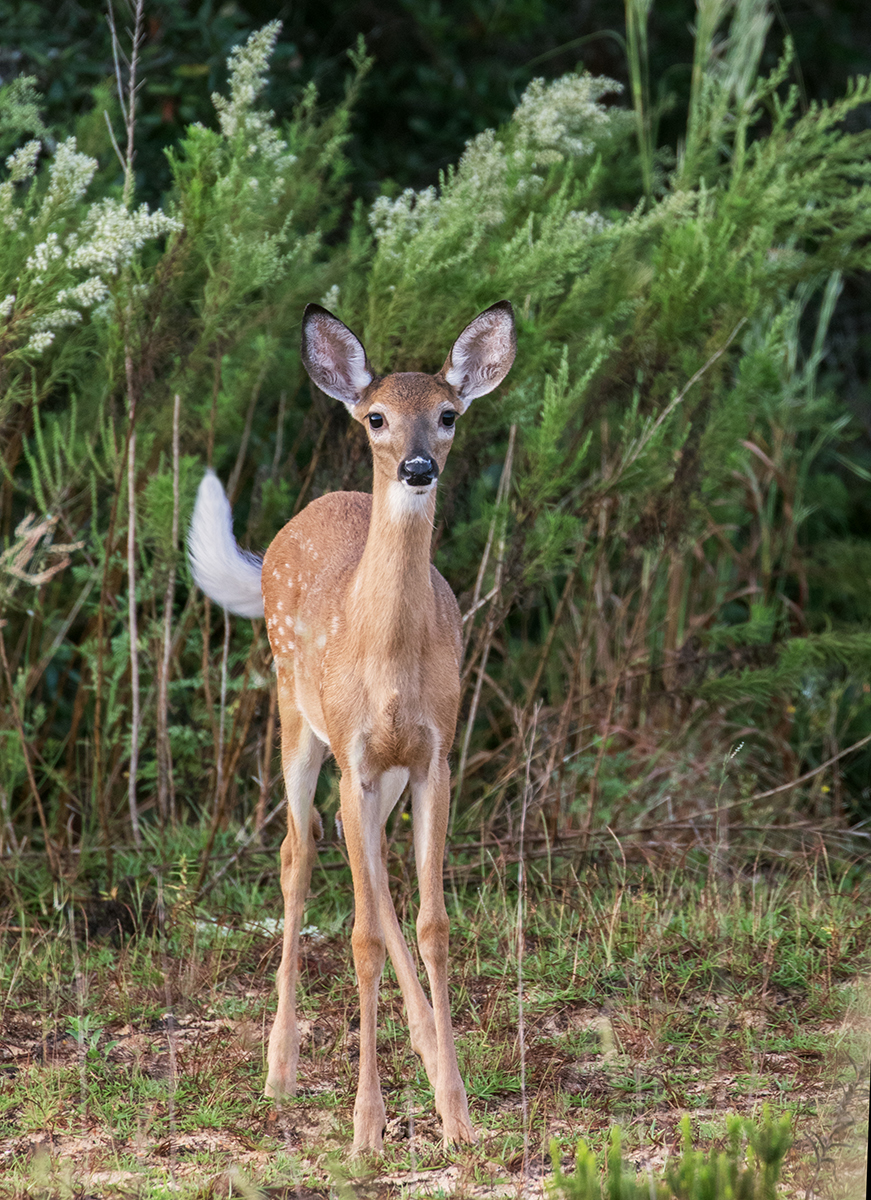 White-tailed Fawn