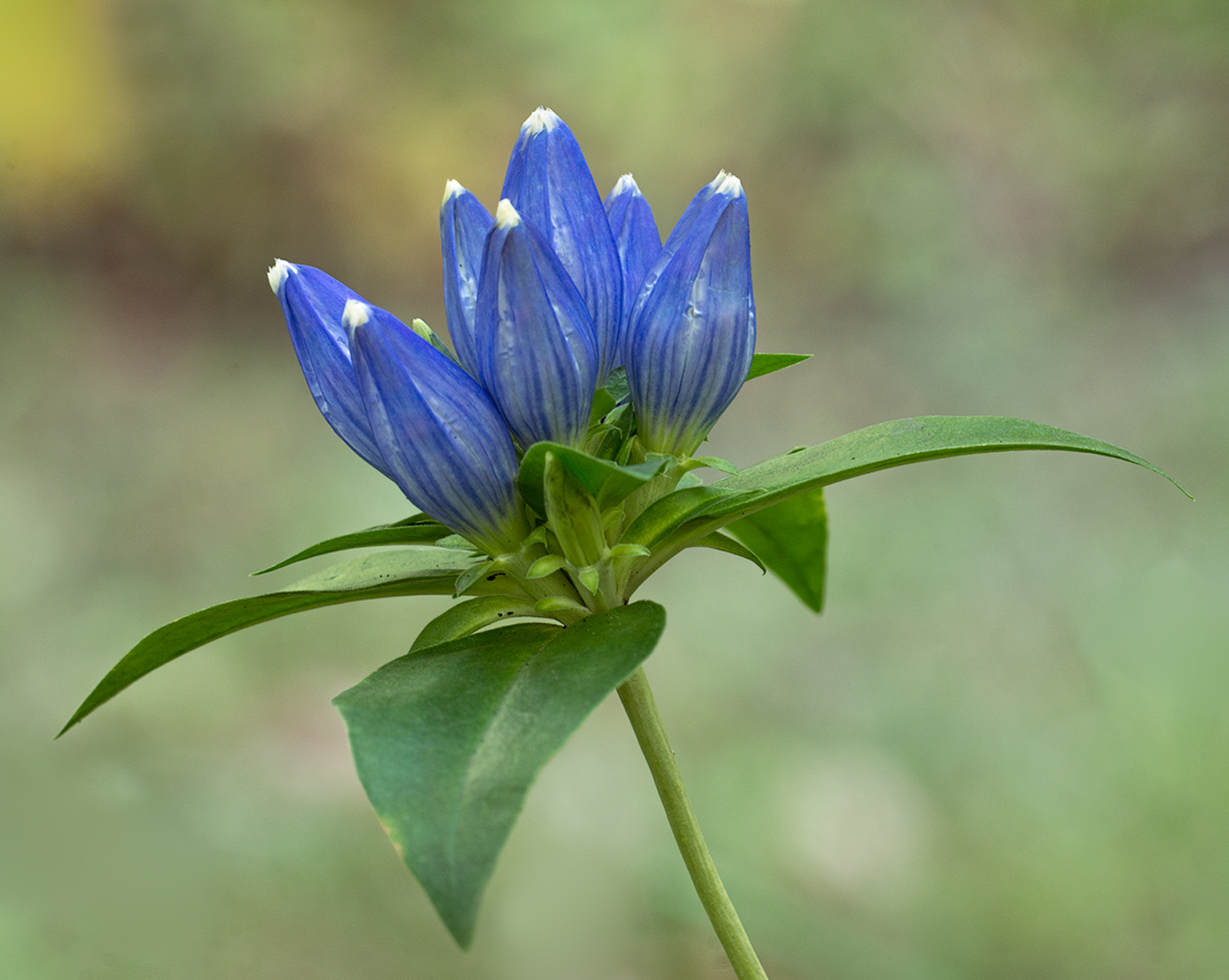 Bottle Gentian