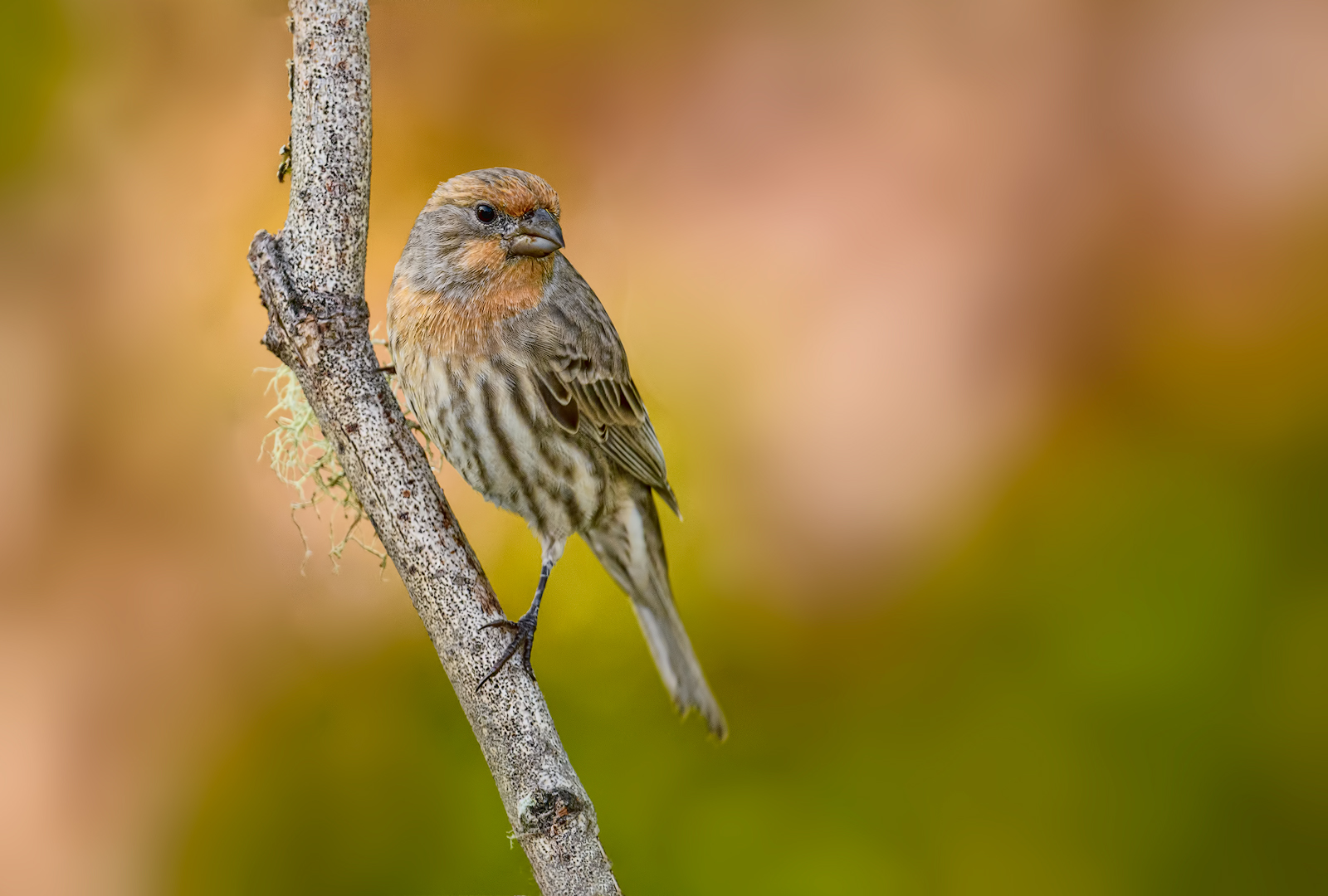 Juv Male House Finch