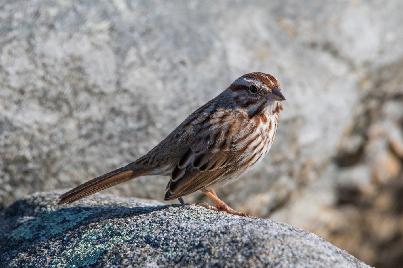 Id help please. Sparrow?