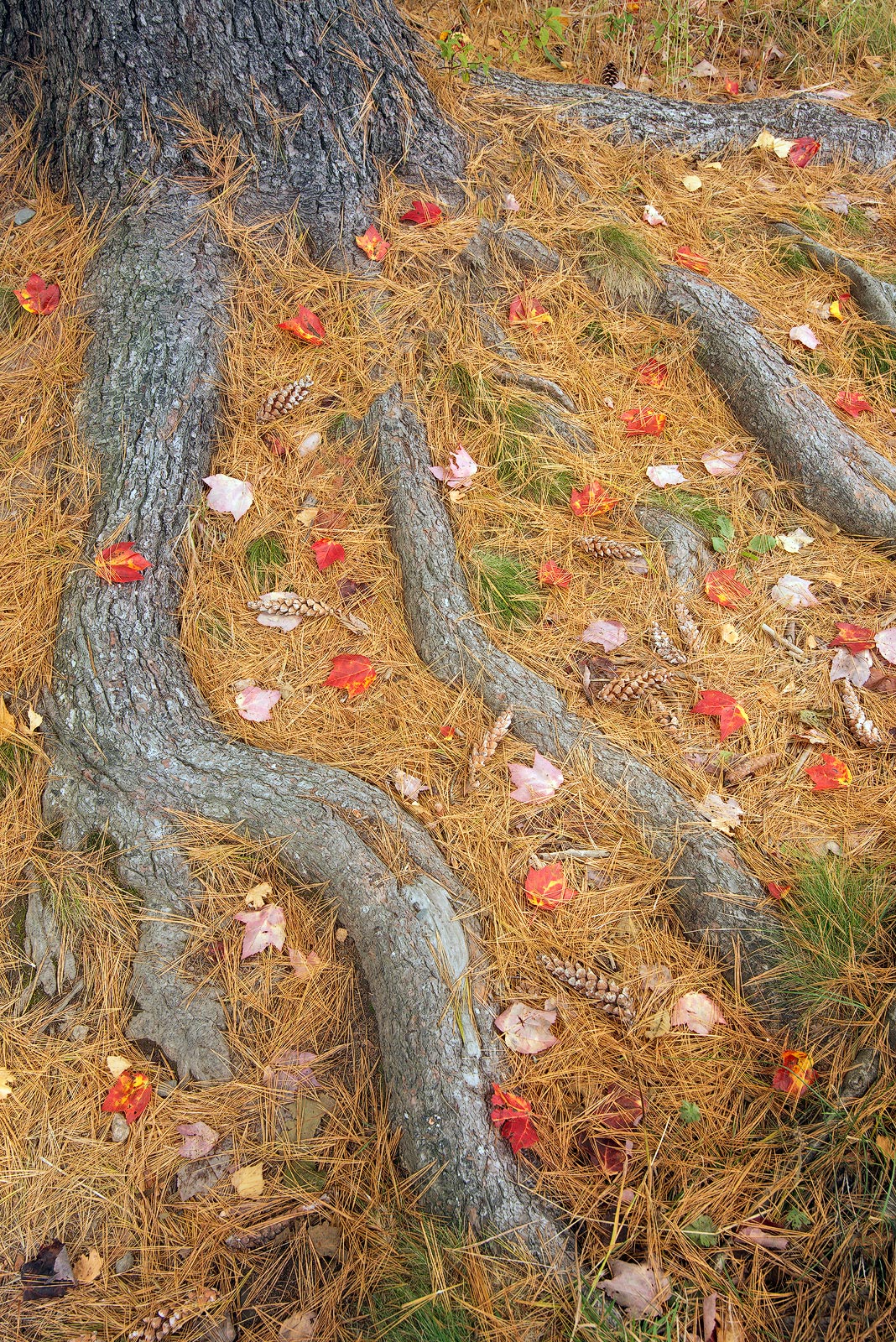 Rootscape