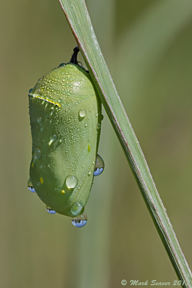 Monarch Chrysalis