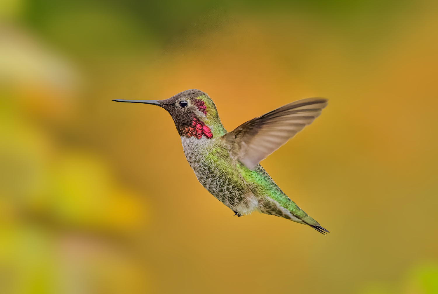 Anna's hummingbird