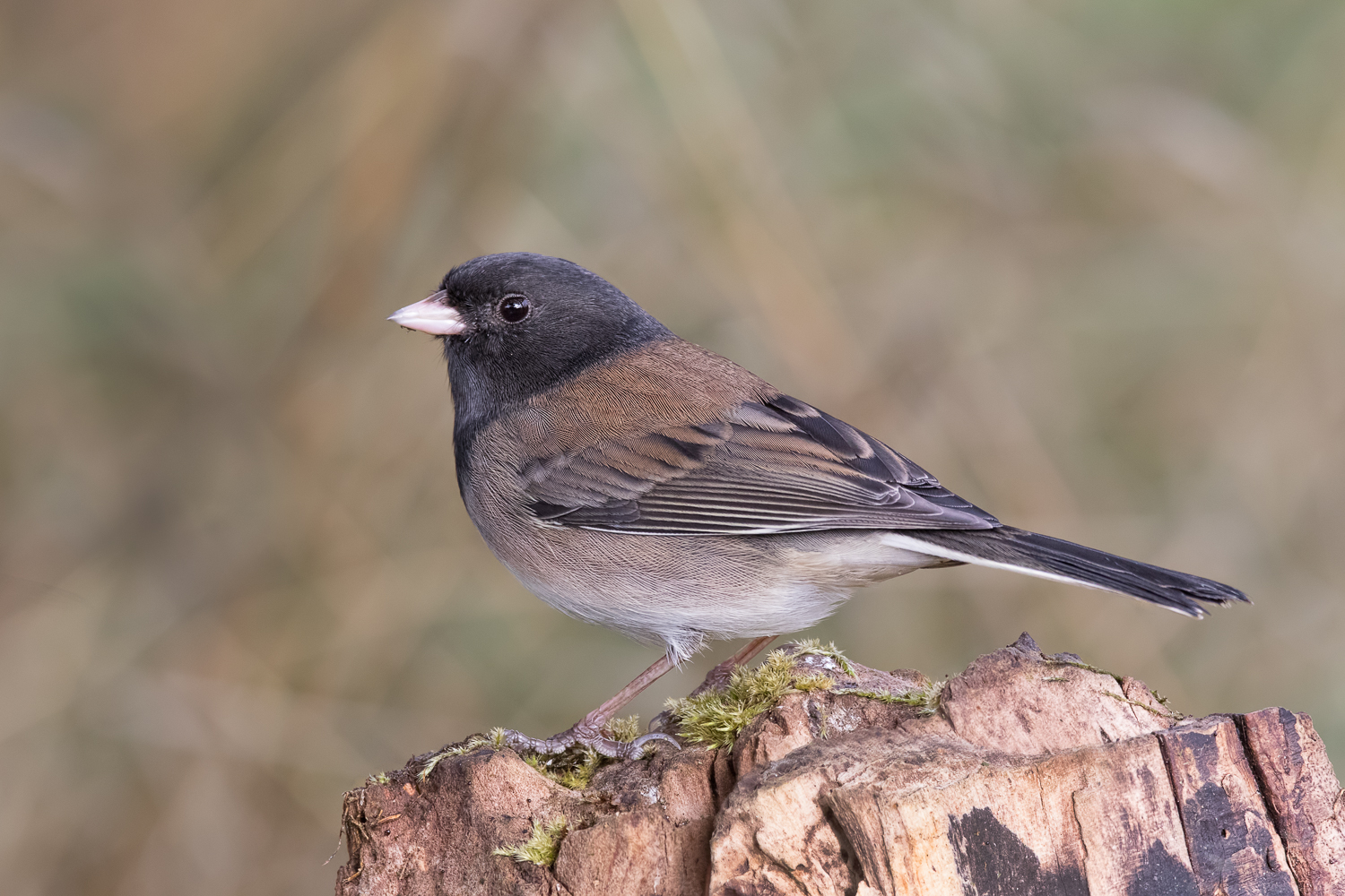 Dark-eyed Junco