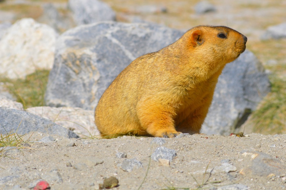 The Marmot