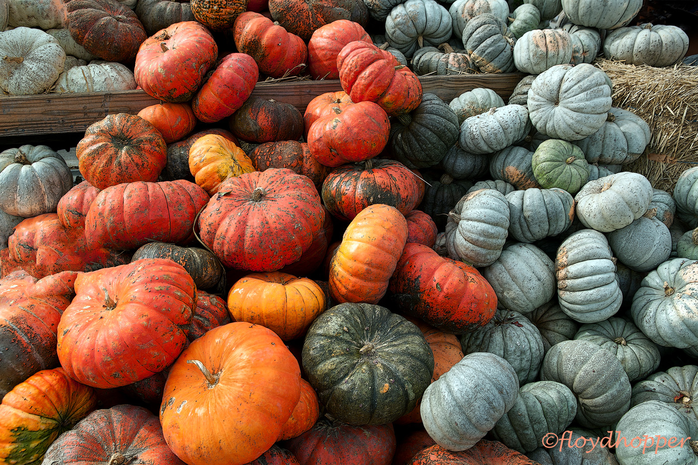 Pumpkins Galore