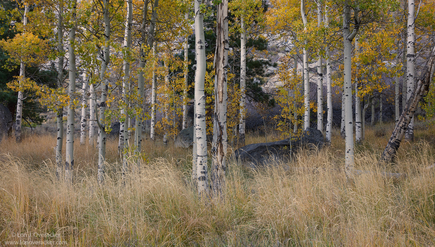Sierra Autumn Classic +2