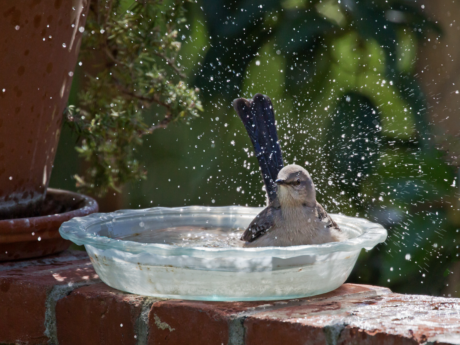 Mockingbird Bath
