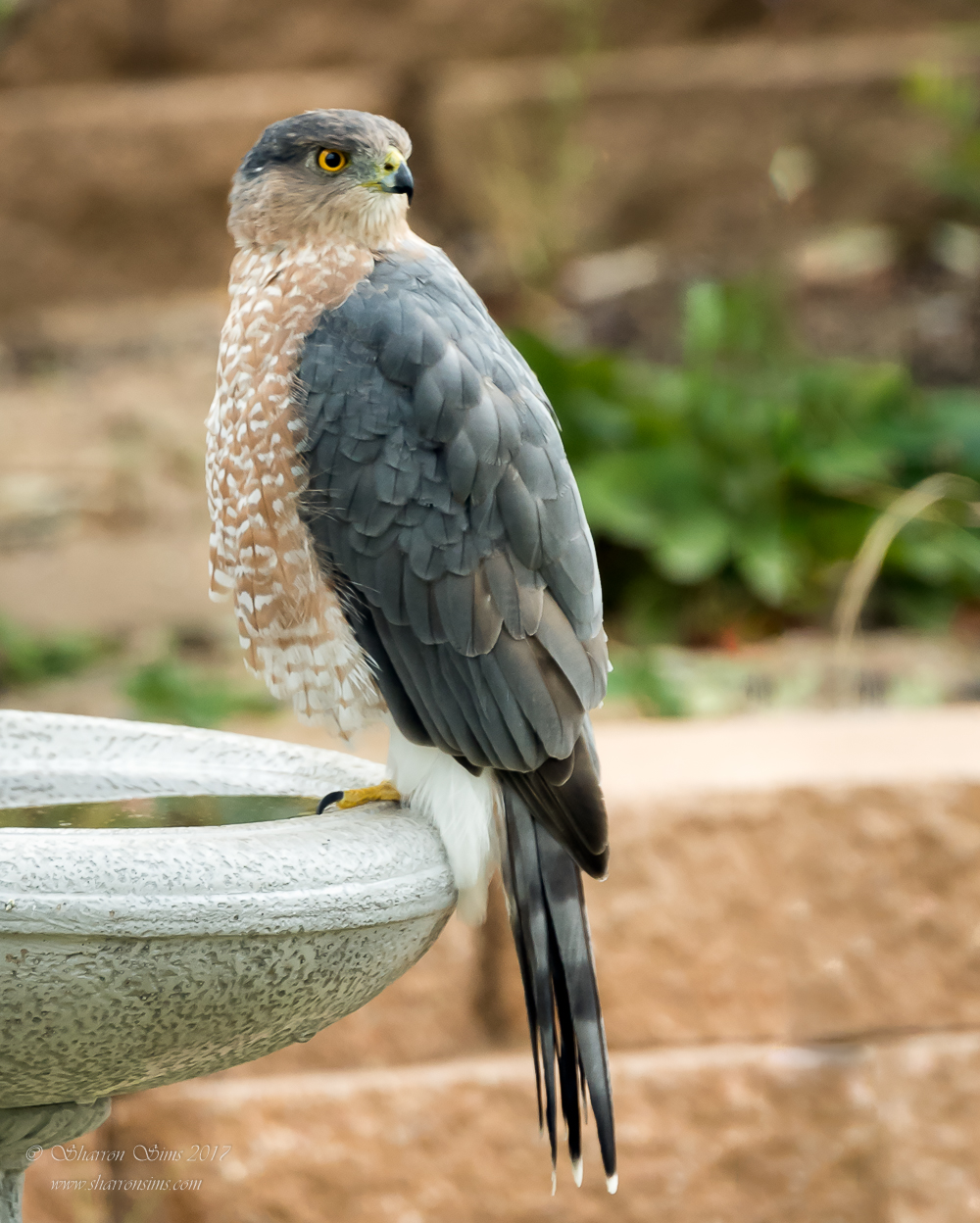 Backyard Cooper's Hawk
