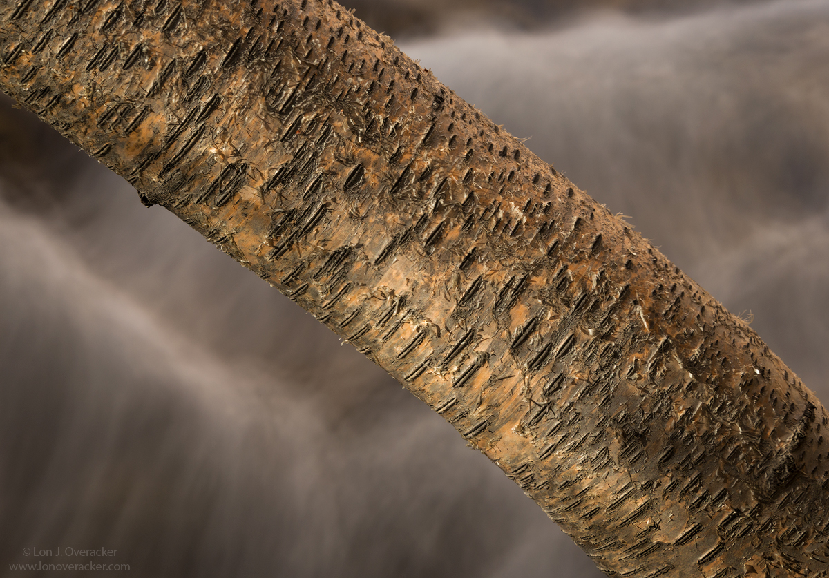 Bold Birch +alt